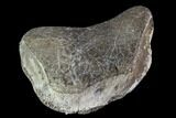 Hadrosaur Toe Bone - Alberta (Disposition #-) #95137-1